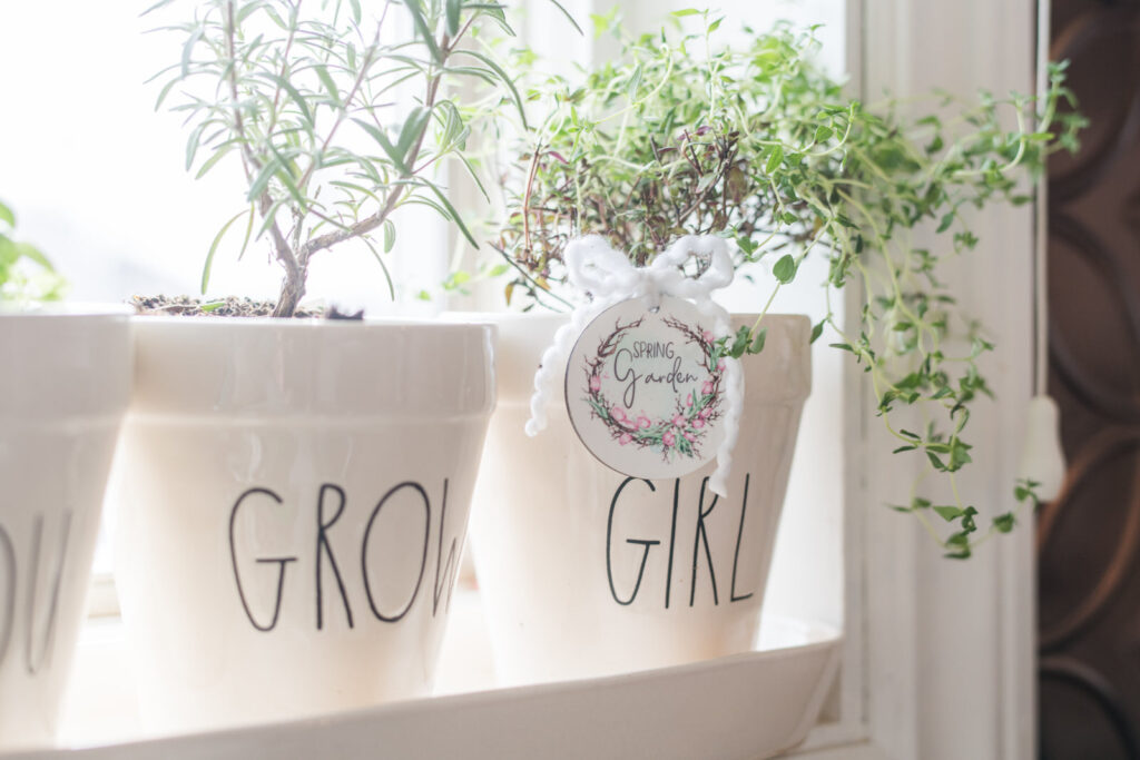 herbs in a window sill