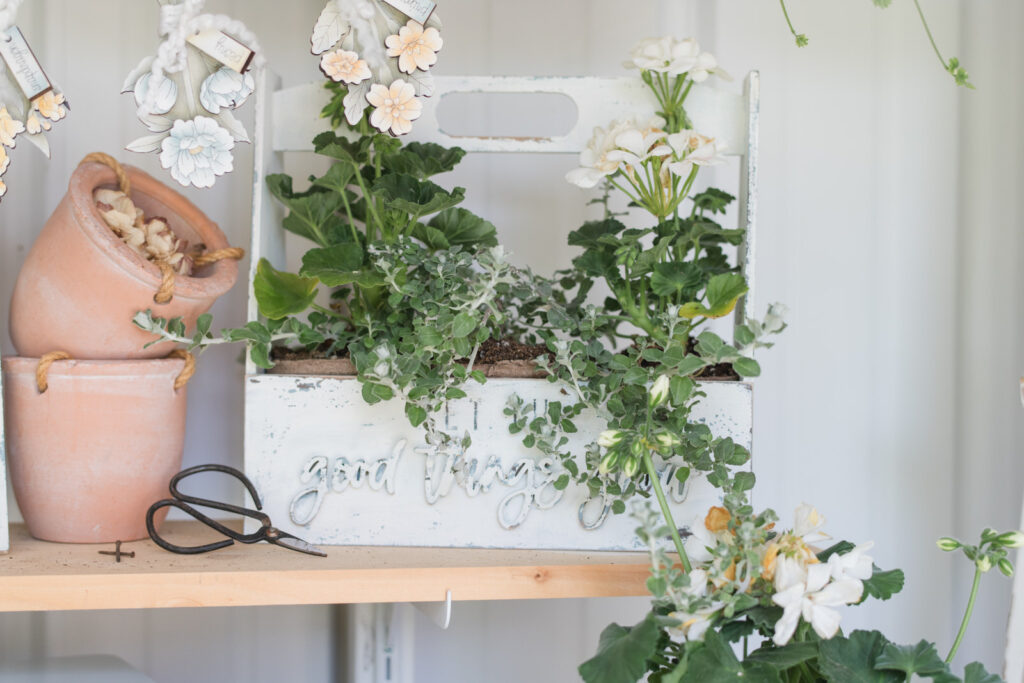 DIY tote filled with geraniums and creeping Charlie painted with milk paint to get a chippy time wDIY tote filled with geraniums and creeping Charlie painted with milk paint to get a chippy timeworn look