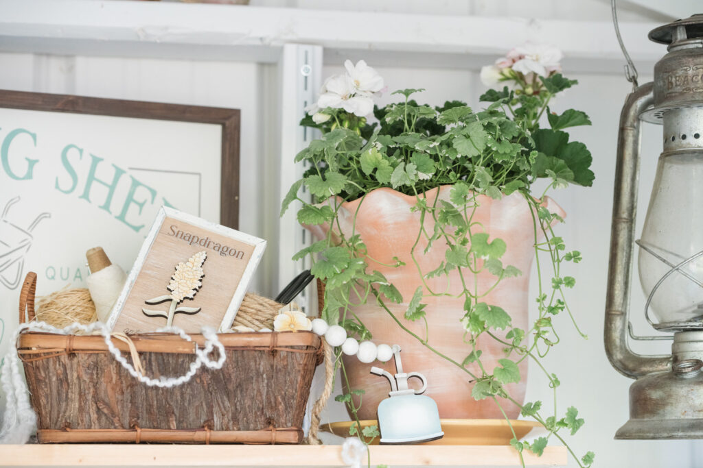 Scalloped terra-cotta pots filled with creeping Charlie and White geraniums 