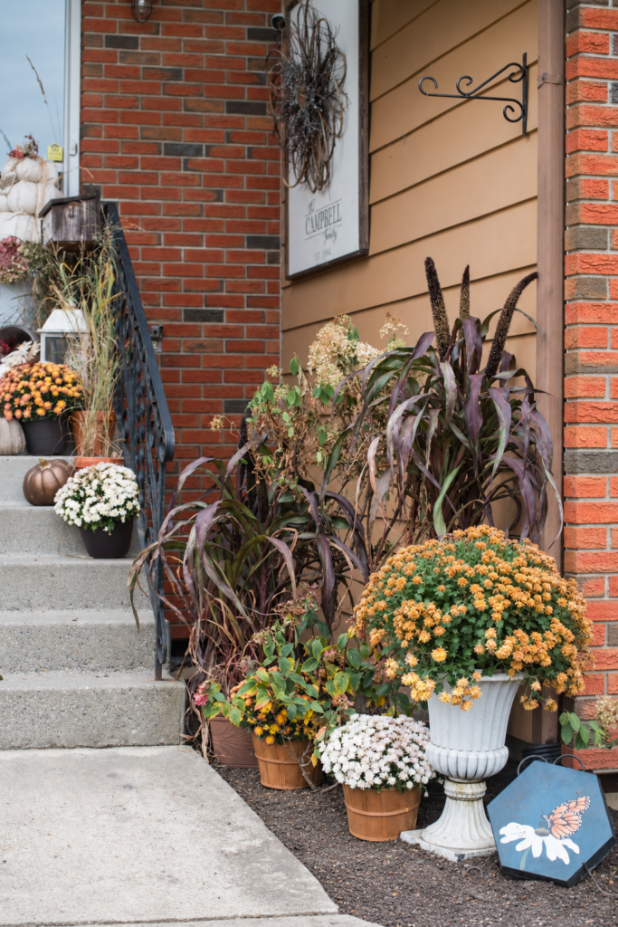 Tall ornamental millet with deep burgundy-purple leaves in a planter beside the front steps